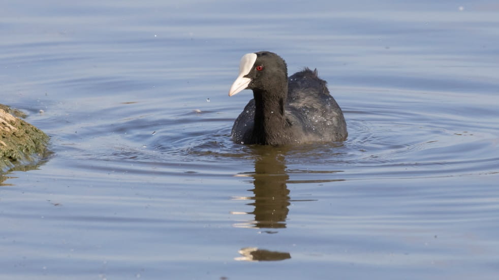 Moorhen swimming